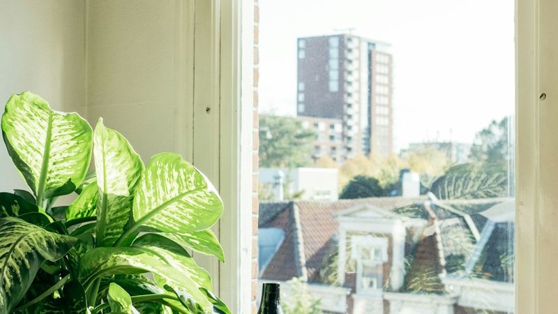 Janela de vidro com vista para o jardim